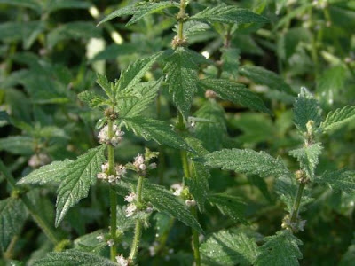 Gipsywort