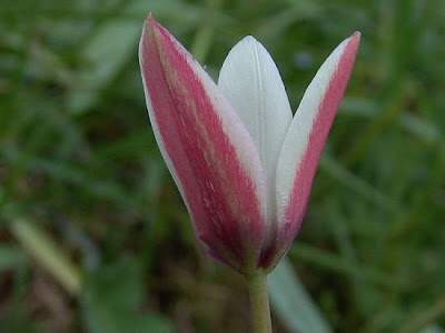 Lady tulip