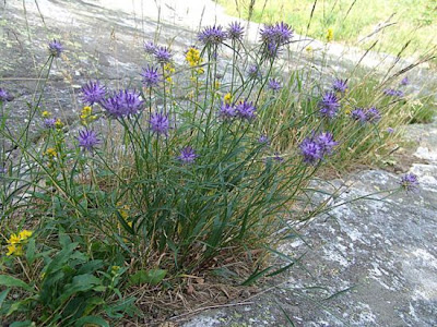 Phyteuma scheuchzeri All.
