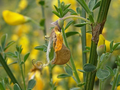 Ginestra dei carbonai