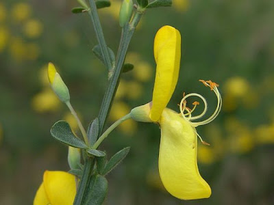 Ginestra dei carbonai