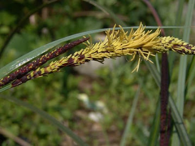 Carex acutiformis Ehrh.
