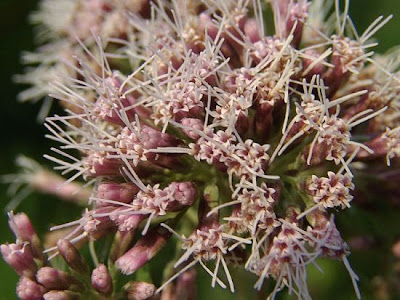Hemp-agrimony Hemp-agrimony