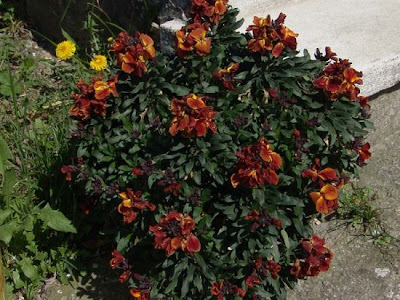 Wallflower