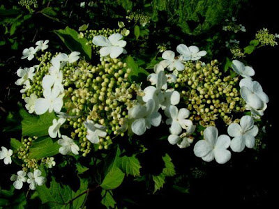 European cranberrybush European cranberrybush