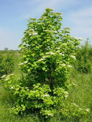 European cranberrybush European cranberrybush