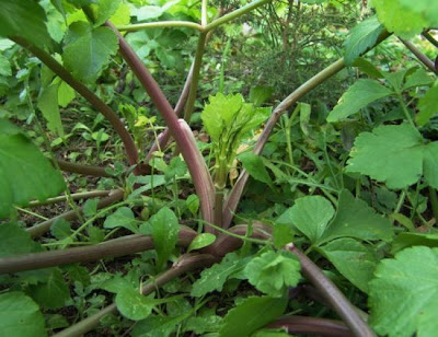 Alexanders Alexanders