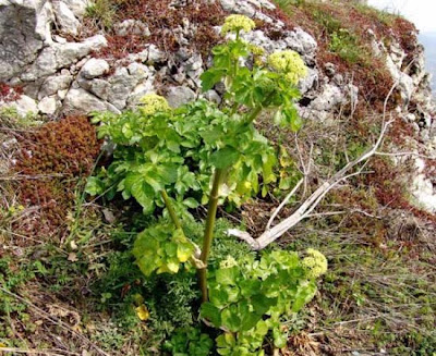 Alexanders Alexanders