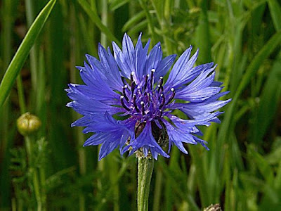 Cornflower Cornflower