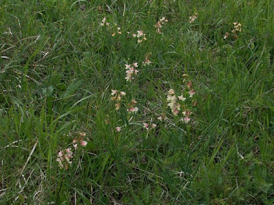 Cicerchia pannonica Cicerchia pannonica
