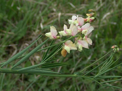 Cicerchia pannonica Cicerchia pannonica