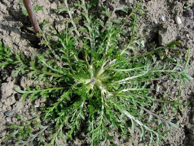 Lappolina gramignola