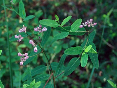 Trachomitum venetum (L.) Woodson
