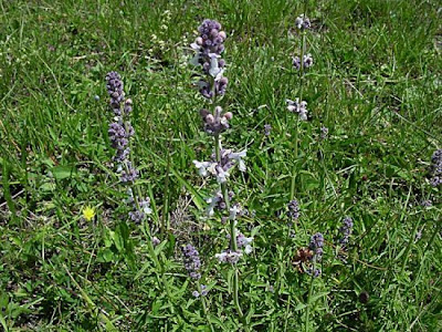 Nepeta nepetella L.