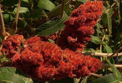 Rhus typhina L.