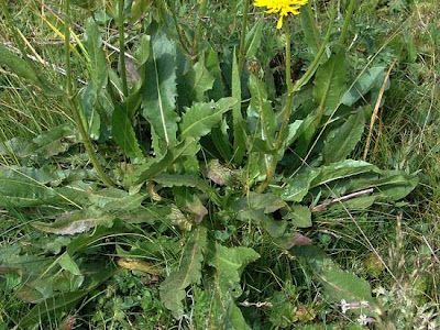 Radicchiella maggiore