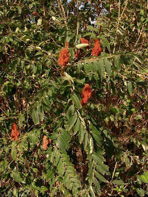Rhus typhina L.