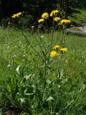 Radicchiella maggiore
