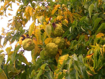 Maclura pomifera,
bois d'arc,
hedge-apple,
laranja-osage,
machura,
Maclura,
maclure &eacute;pineux,
madera de arco,
naranjo de los osages,
oranger des osages,
osage orange,
osage-orange,
Osagedorn,
osageorange,
pau-d'''arco
