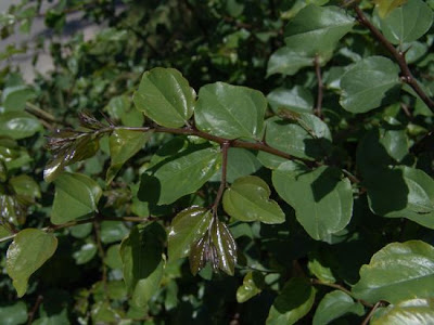 Paliurus spina-christi,
Cappellini,
Christ's-thorn,
Jerusalem Thorn,
Jeruselem thorn,
Marruca,
paliurus,
Soldini,
Spino-gatto