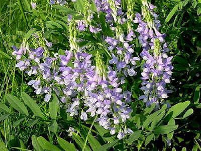 Galega officinalis,
Avanese,
Capraggine,
galega,
goat's rue,
goat's-rue,
goatsrue,
professor-weed,
professorweed