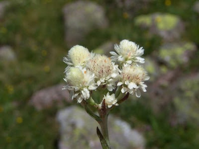Antennaria dioica (L.) Gaertn.