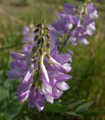Galega officinalis,
Avanese,
Capraggine,
galega,
goat's rue,
goat's-rue,
goatsrue,
professor-weed,
professorweed