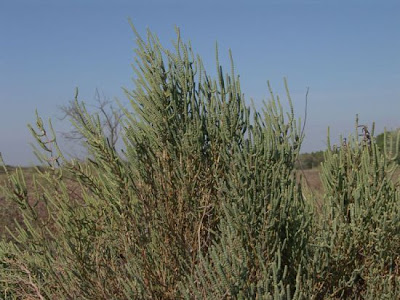 Salicornia fruticosa