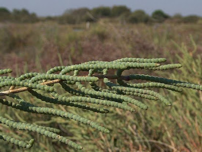 Salicornia fruticosa