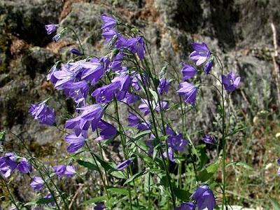 Broad Leaved Harebell Broad Leaved Harebell