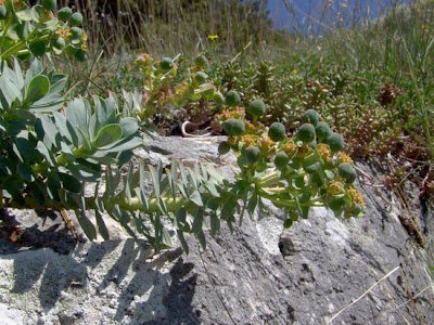 Euforbia mirsinite Euforbia mirsinite
