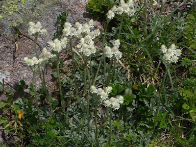 Antennaria dioica (L.) Gaertn.