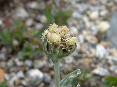 Antennaria carpatica (Wahlenb.) Bluff & Fingerh.
