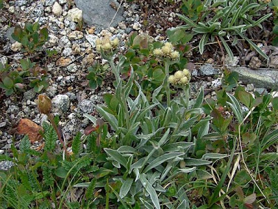 Antennaria carpatica (Wahlenb.) Bluff & Fingerh.