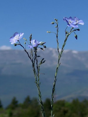 Asian flax