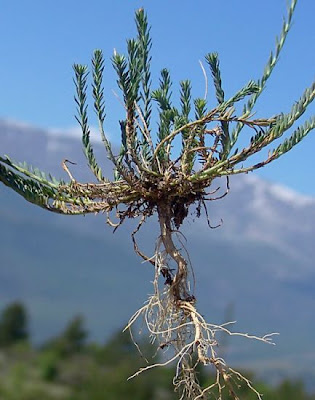 Asian flax