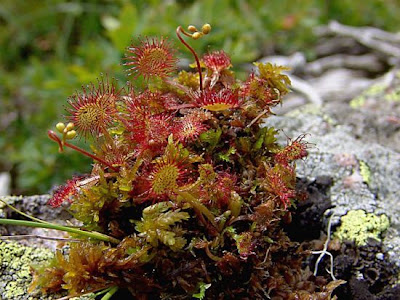 Drosera a foglie rotonde Drosera a foglie rotonde