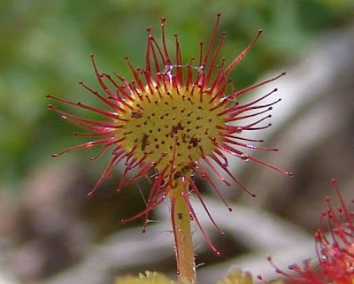 Drosera a foglie rotonde Drosera a foglie rotonde