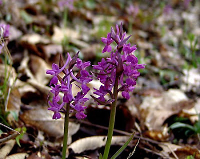 Dactylorhiza romana,
Orchide romana