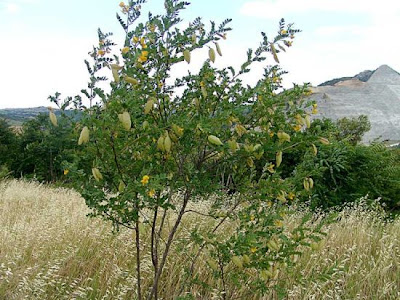 Bladder-senna Bladder-senna