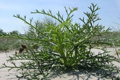 Echinophora spinosa,
Echinophora,
Finocchio litorale spinoso