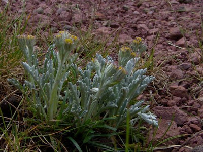 Jacobaea incana,
Senecione biancheggiante