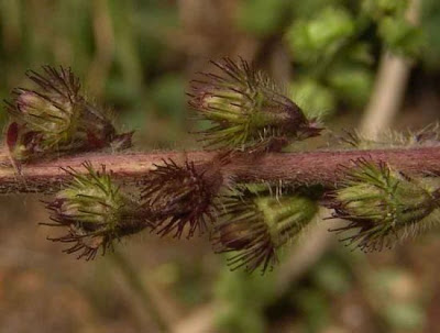 Agrimonia comune Agrimonia comune