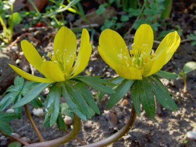 Eranthis hyemalis (L.) Salisb.
