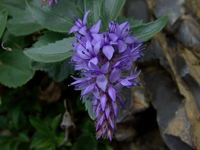 Paederota bonarota,
Bonarota comune