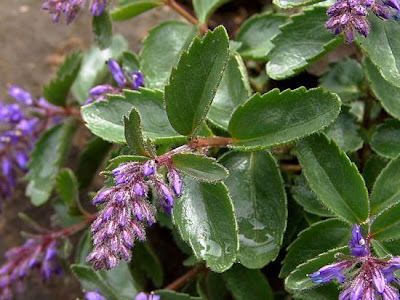 Paederota bonarota,
Bonarota comune