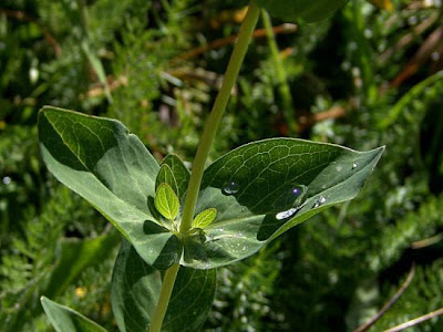 Erba di S.Giovanni Belleval