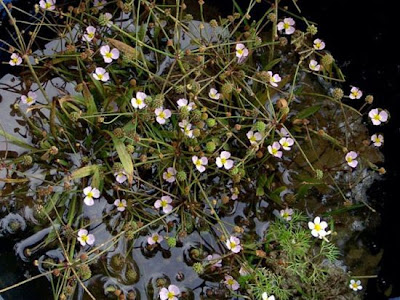 Baldellia ranunculoides,
alisma fausse renoncule,
Igelschlauch,
Lesser Water Plantain,
lesser water-plantain,
lesser waterplantain,
Mestolaccia ranunculoide
