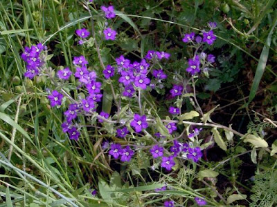 Legousia speculum-veneris (L.) Chaix