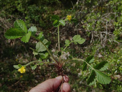 Agrimonia delle faggete Agrimonia delle faggete